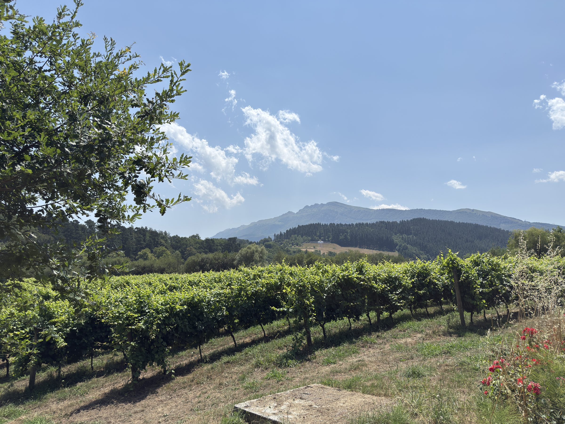 South African vineyard